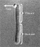 DIC image
of an E. coli filament with bound bead